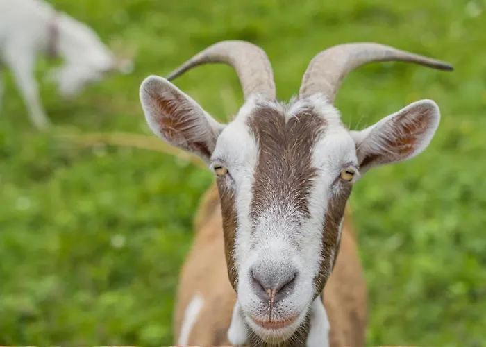 Сasa de vacaciones 3 Bed In Bruckless Oc-i292 *